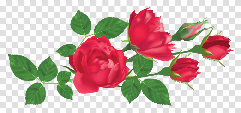 Rose And Leaf, Plant, Flower, Blossom, Peony Transparent Png