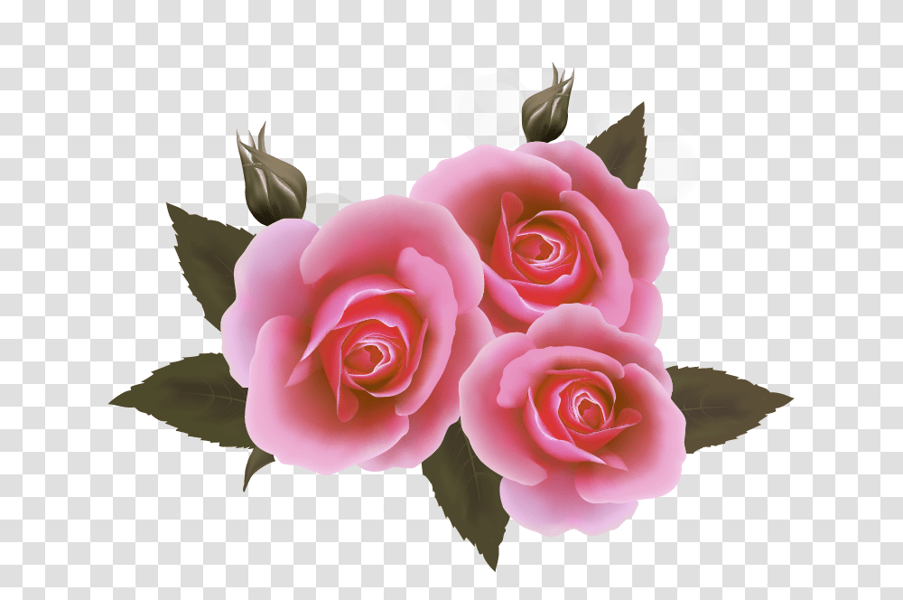 Rose And Ribbon Hd, Flower, Plant, Blossom, Petal Transparent Png