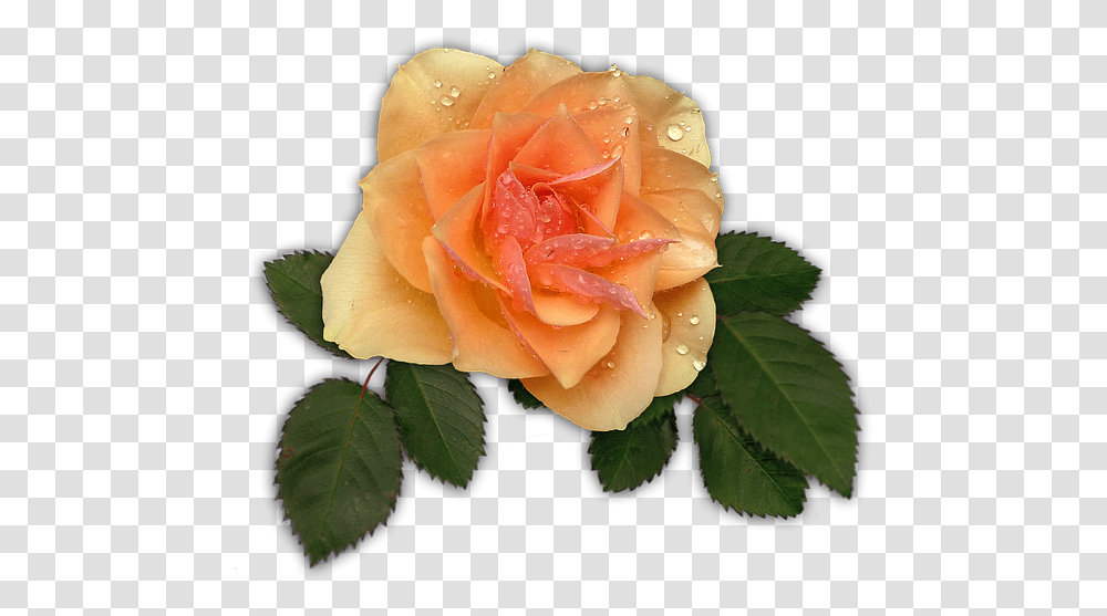 Rose Apricot Flower Blossom Bloom Galho De Folhas De Rosa, Plant, Petal Transparent Png