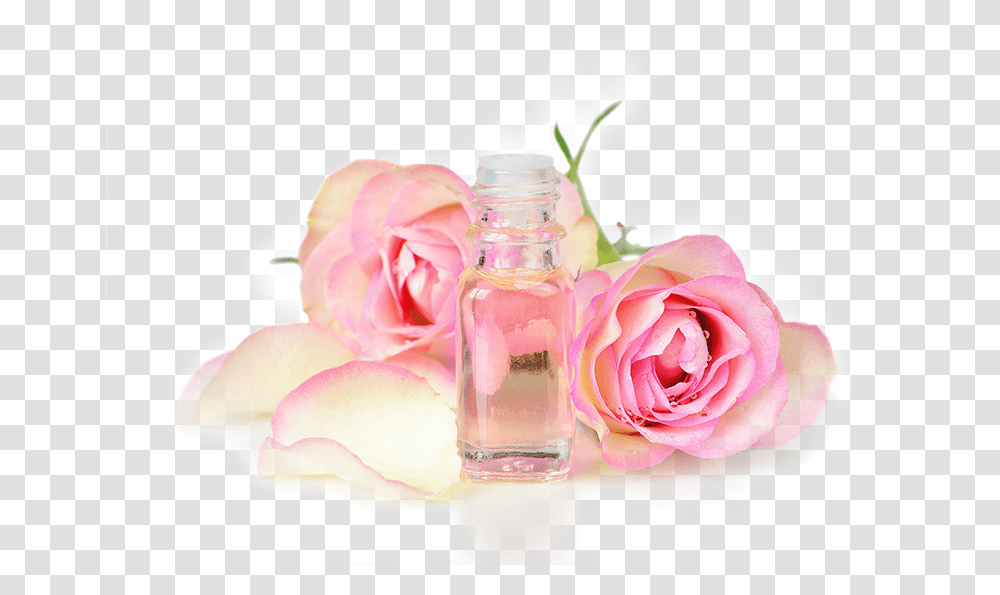 Rose Attar Rose Oil, Flower, Plant, Petal, Geranium Transparent Png