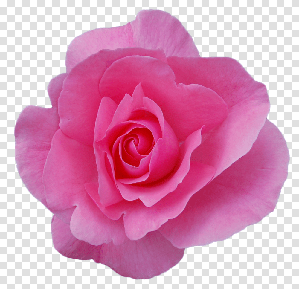 Rose Background Free Rose, Flower, Plant, Blossom, Petal Transparent Png