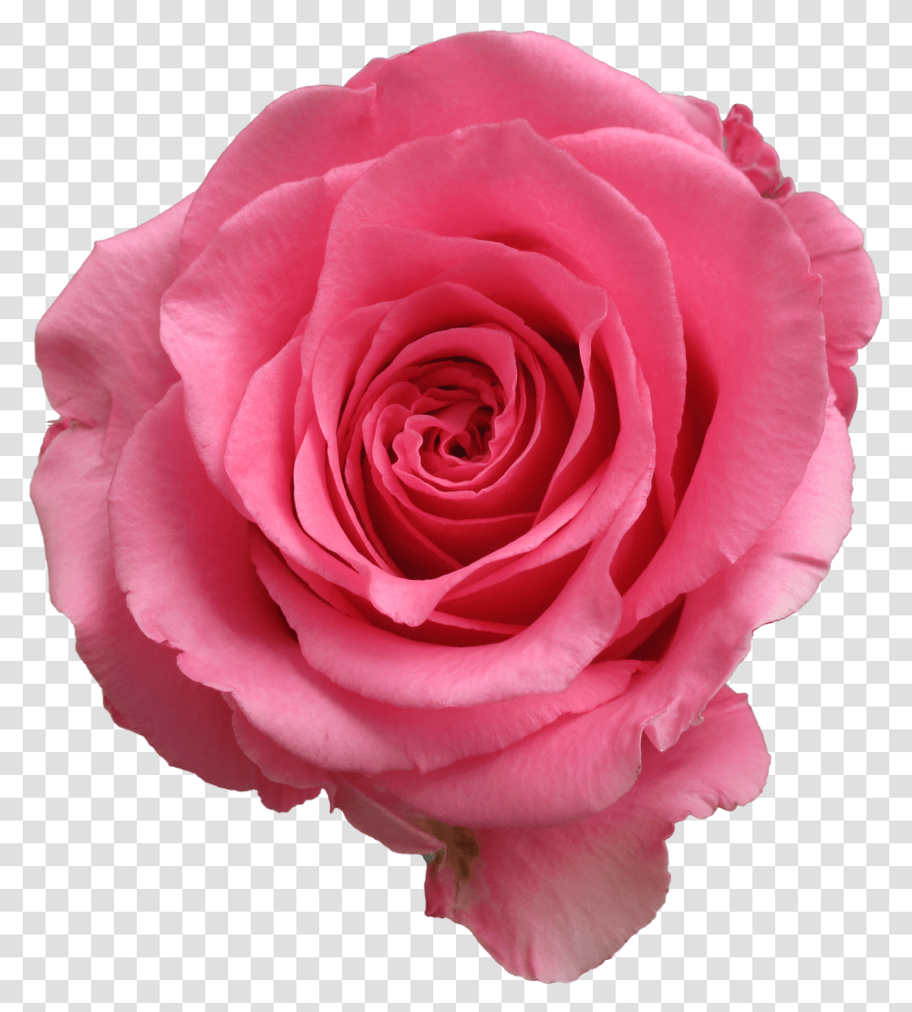 Rose Ballet Qty 100 095 Real Transparent Png