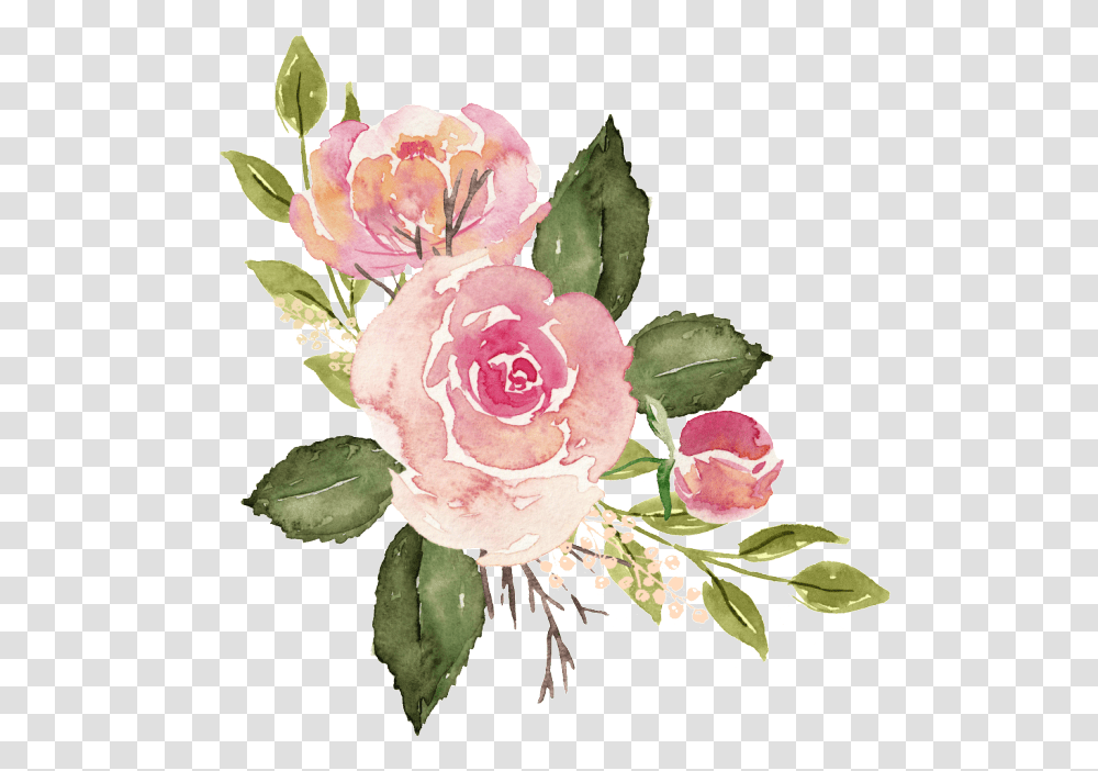 Rose Banner Watercolor Pink Roses, Plant, Flower, Blossom, Peony Transparent Png