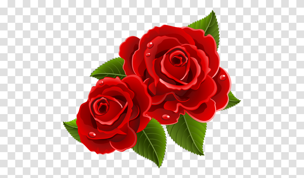 Rose Beautiful Rose Photo Download, Flower, Plant, Blossom, Petal Transparent Png