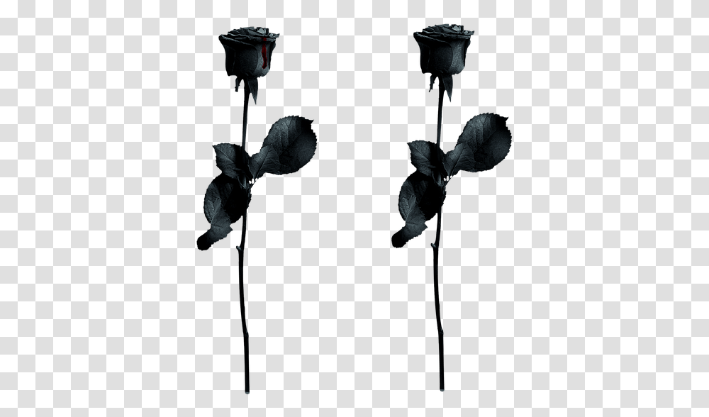 Rose Black Drops Of Blood Gothic Noble Isolated, Plant, Flower, Petal, Acanthaceae Transparent Png