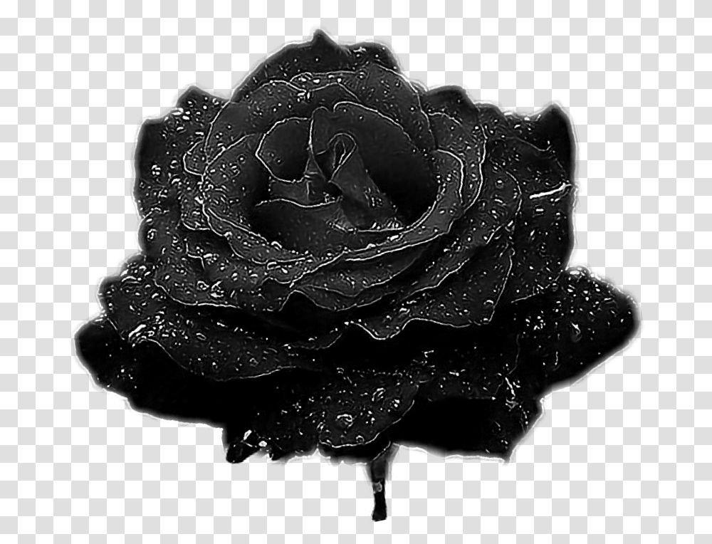 Rose Blackrose Garden Roses, Flower, Plant, Blossom Transparent Png