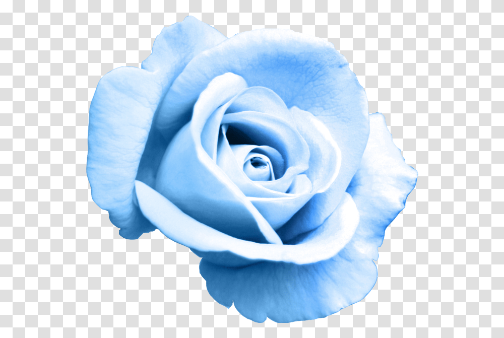 Rose Bleu, Flower, Plant, Blossom, Petal Transparent Png