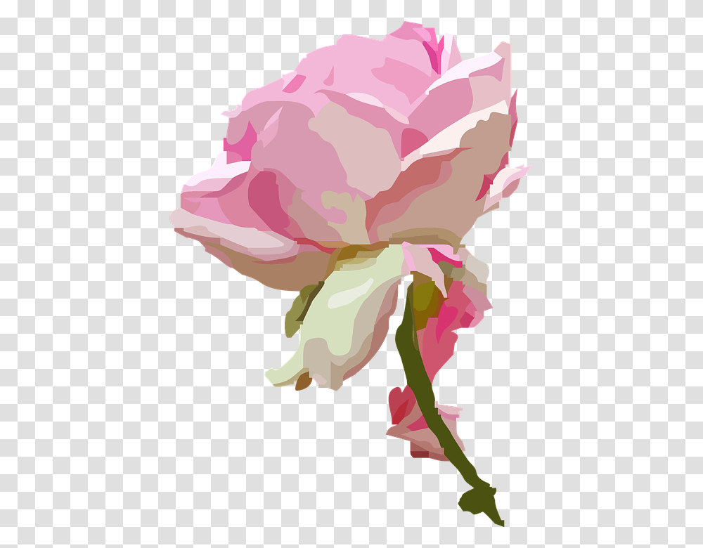 Rose Blossom Bloom Rose Bloom Flower Queen Tender Rose Bloom, Plant, Petal, Carnation, Peony Transparent Png