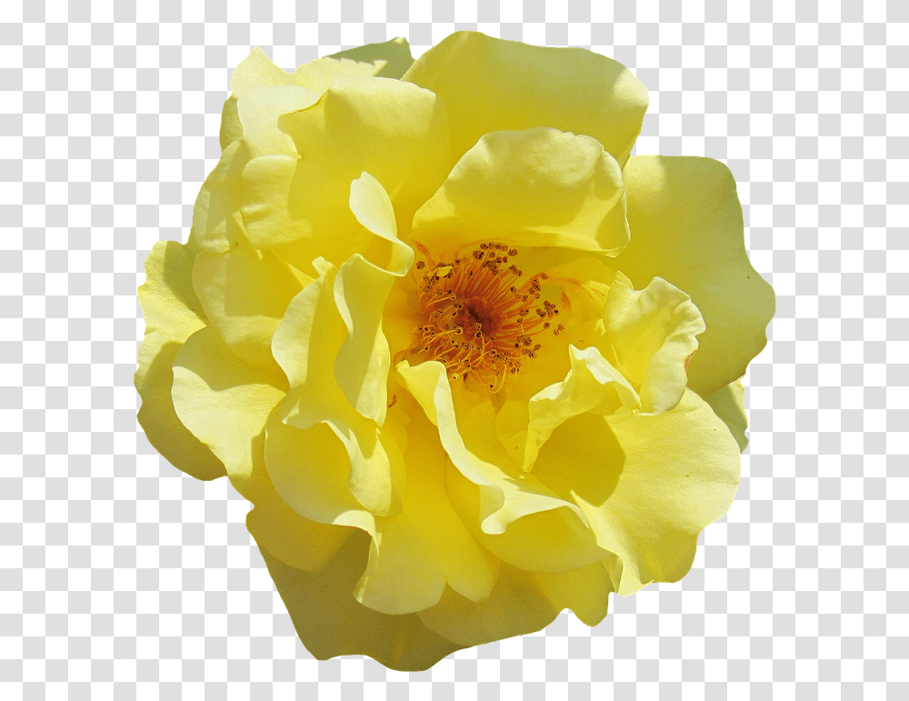 Rose Blossom Bloom Yellow Flowers Garden Roses Lady Million Lucky Publicidad, Plant, Petal, Peony, Pollen Transparent Png