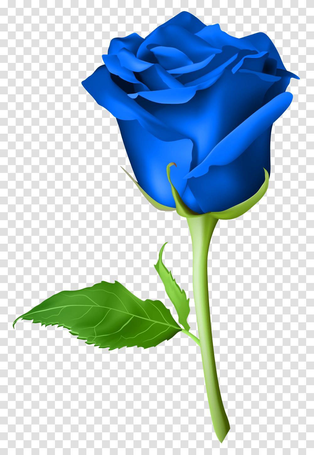 Rose Blue Clip Art, Plant, Flower, Blossom, Iris Transparent Png