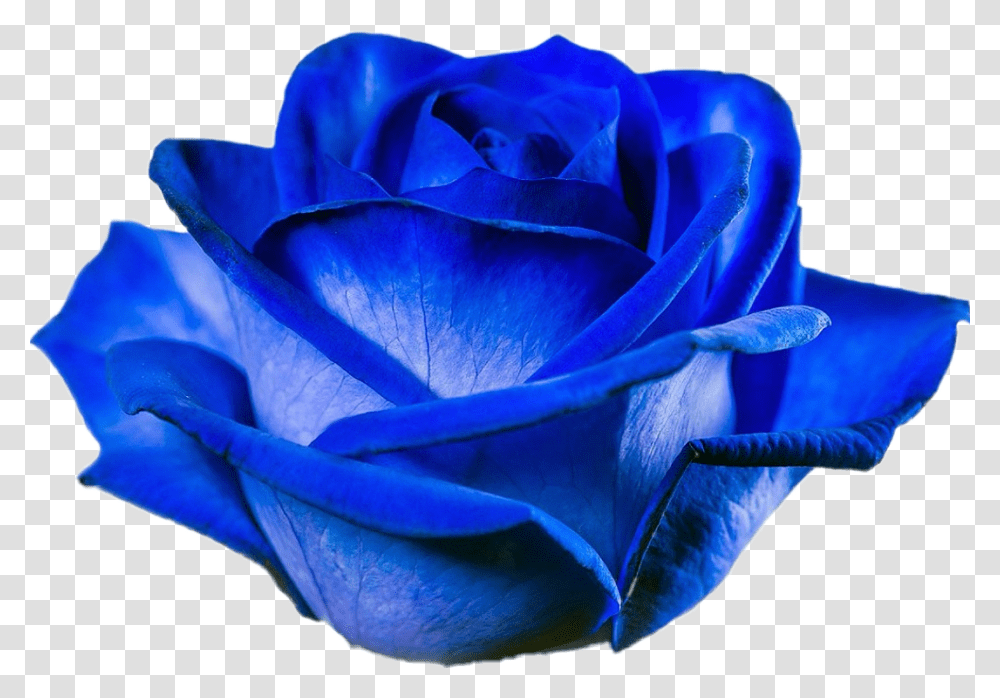 Rose Bluerose Blue Flower Blossom Tinted Blue Rose, Plant Transparent Png