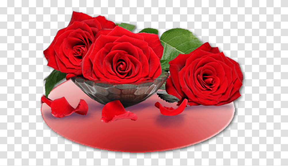 Rose Bon Mercredi, Flower, Plant, Blossom, Petal Transparent Png