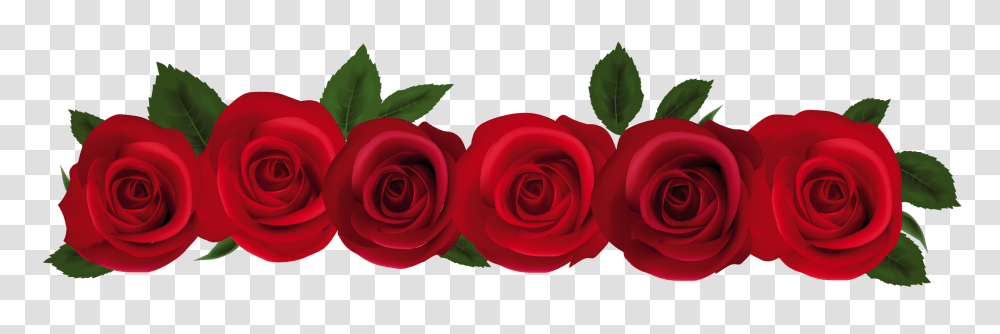 Rose Border Clip Art, Flower, Plant, Blossom, Petal Transparent Png