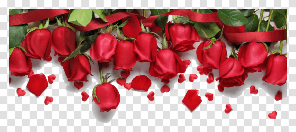 Rose Border Red Roses Background Hd, Petal, Flower, Plant, Blossom Transparent Png