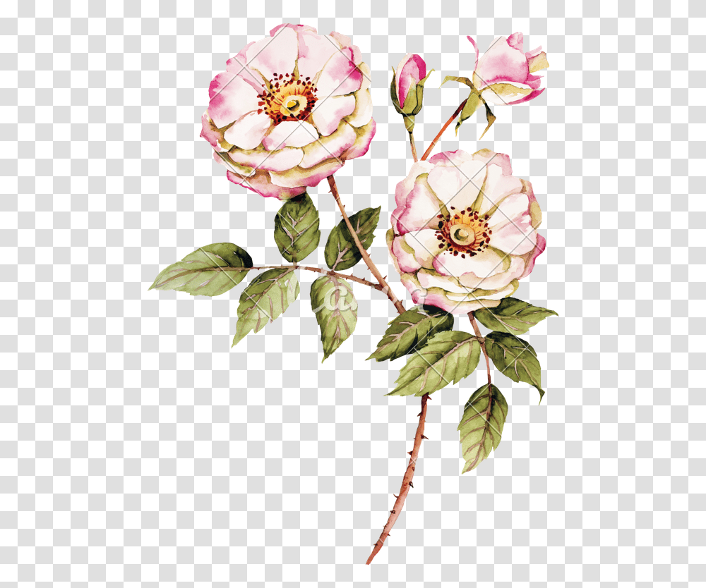 Rose Botanica, Plant, Flower, Dahlia, Peony Transparent Png