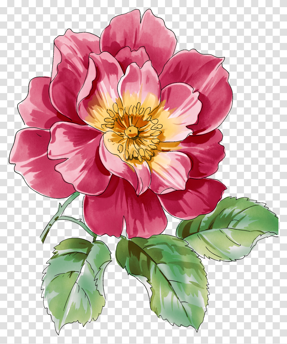 Rose Botanical Drawing Free Download Botanical Illustration Of Flowers, Plant, Dahlia, Blossom, Pollen Transparent Png