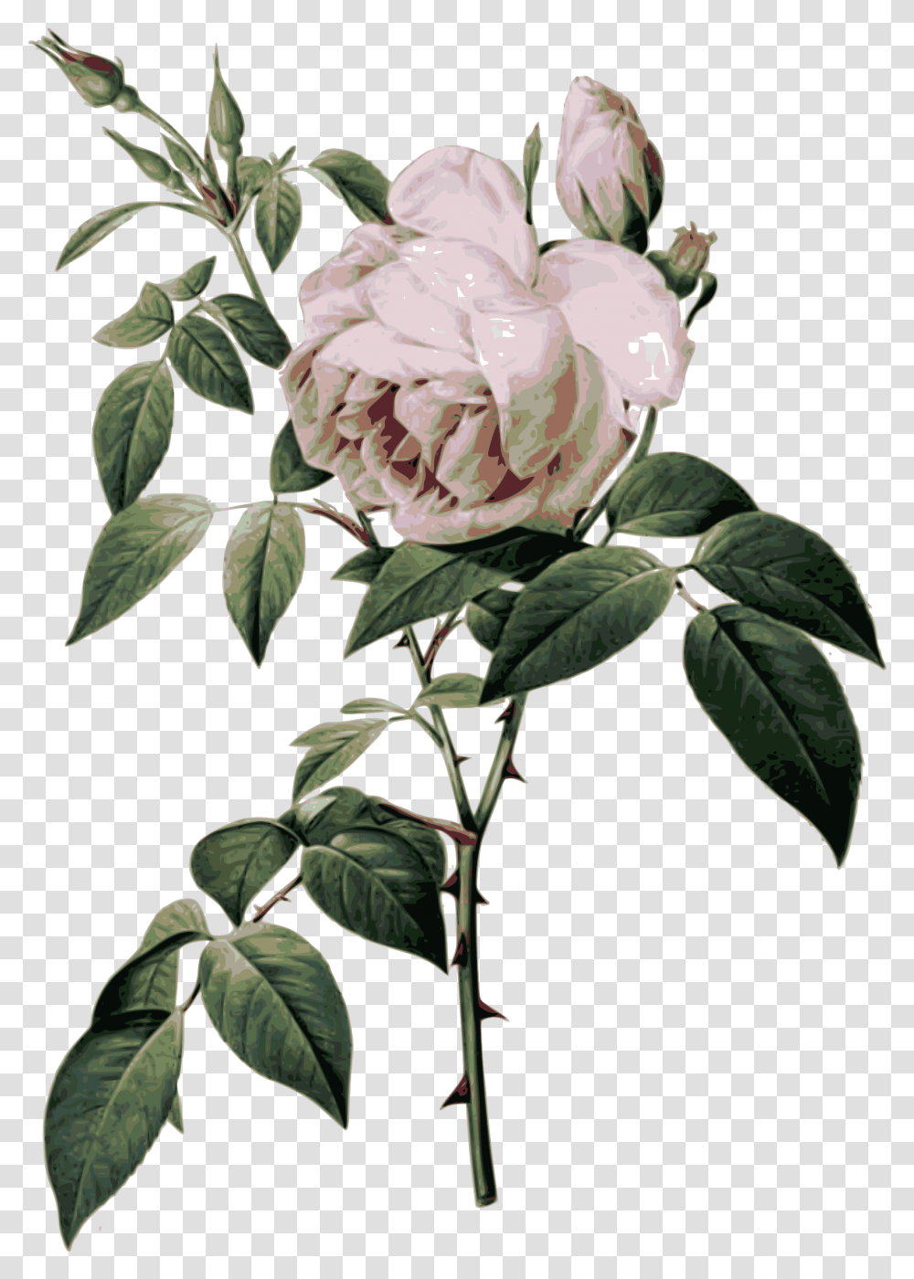 Rose Botanical Illustration Download Rose Botanical Chart, Plant, Flower, Blossom, Peony Transparent Png
