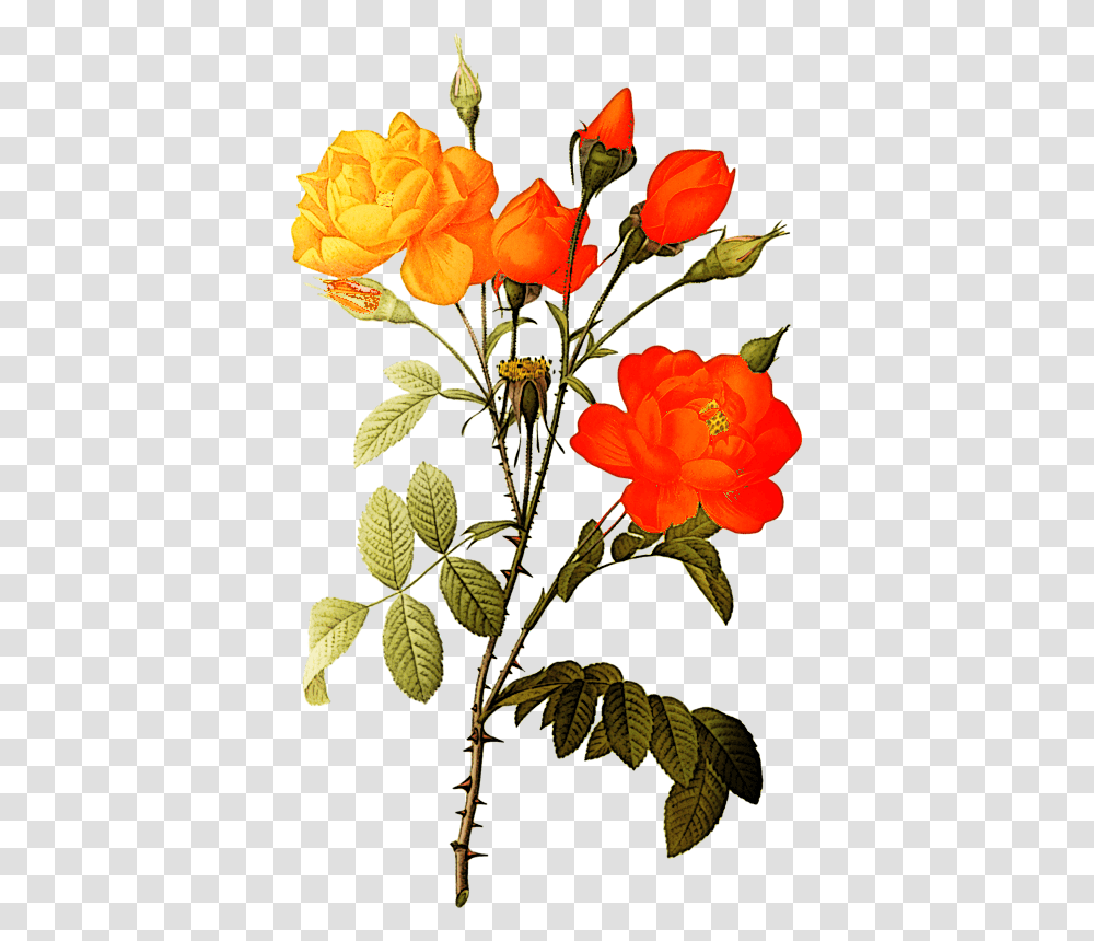 Rose Botanical Illustration Free, Plant, Acanthaceae, Flower, Floral Design Transparent Png