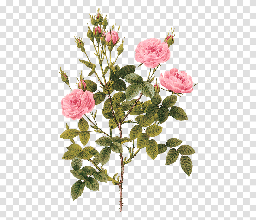 Rose Botanical Illustration, Plant, Flower, Blossom, Carnation Transparent Png