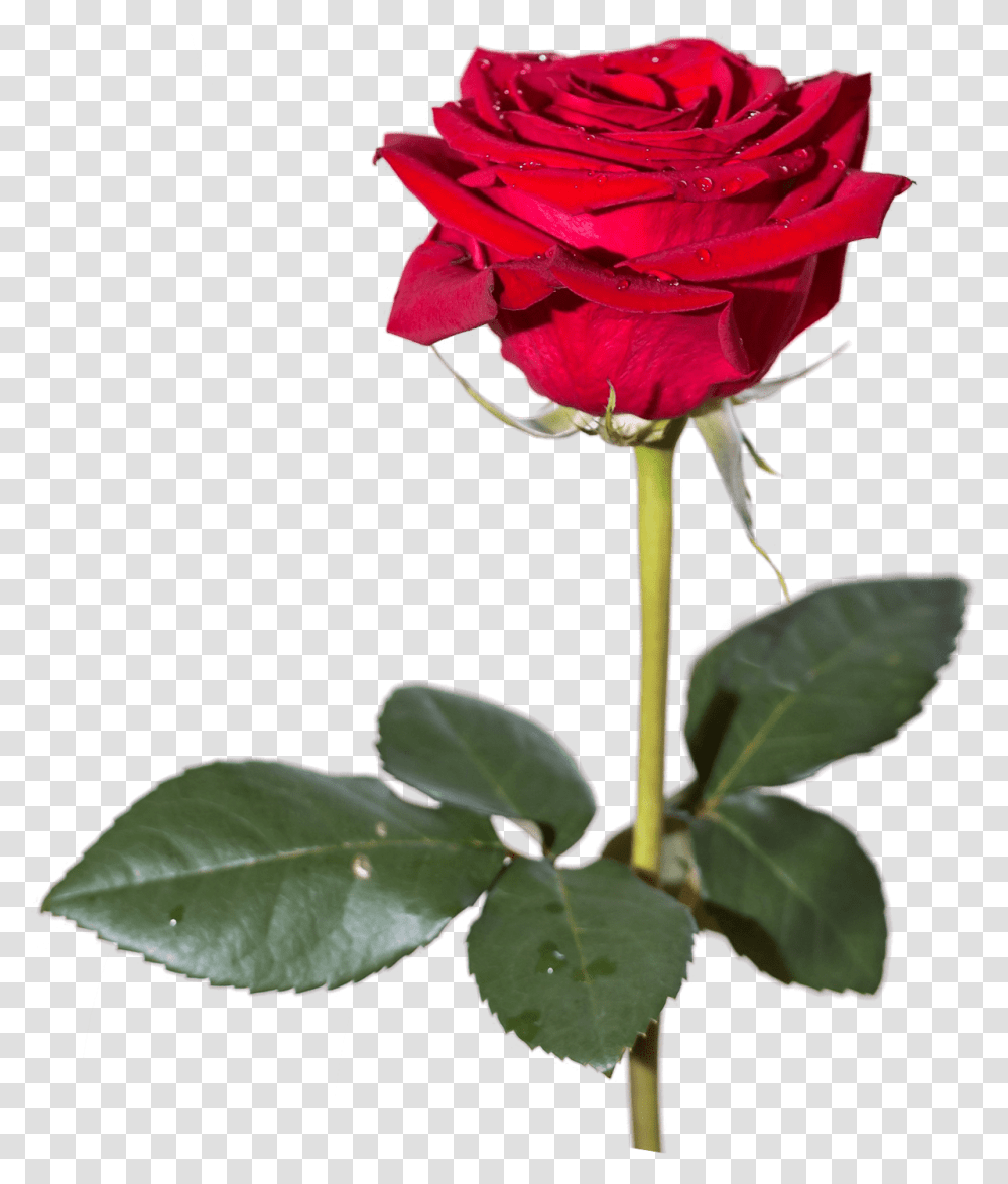 Rose Bouquet Clipart Original Rose Flower, Plant, Blossom, Acanthaceae, Petal Transparent Png