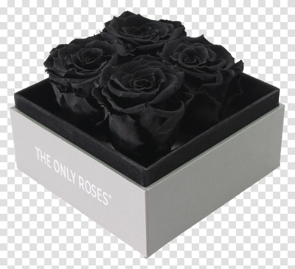 Rose, Box, Flower, Plant, Blossom Transparent Png