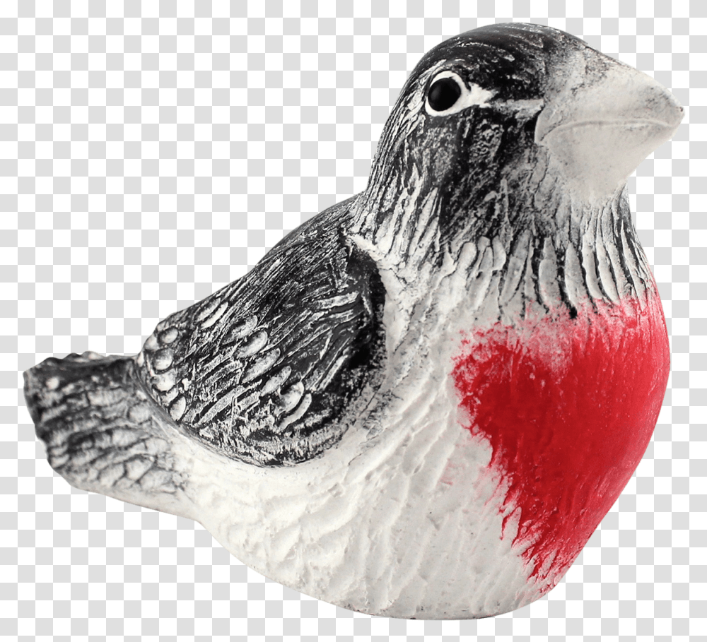 Rose Breasted Grosbeak, Bird, Animal, Dove Transparent Png