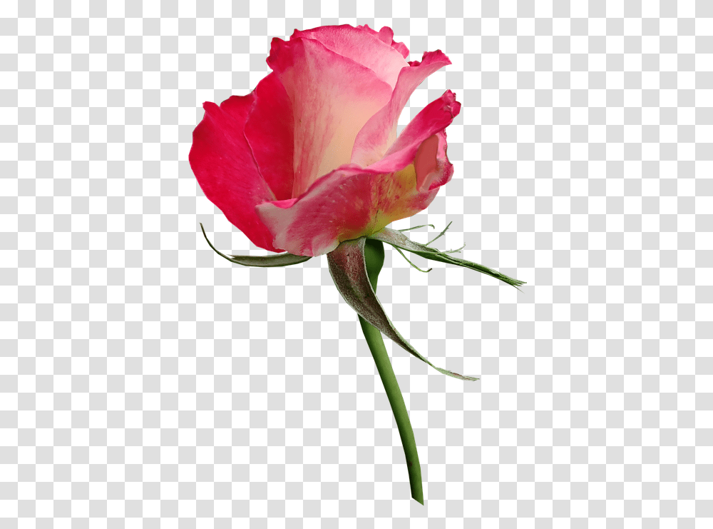 Rose Bud Fragrant Cut Out Isolated Flower Perfume Hybrid Tea Rose, Plant, Blossom Transparent Png