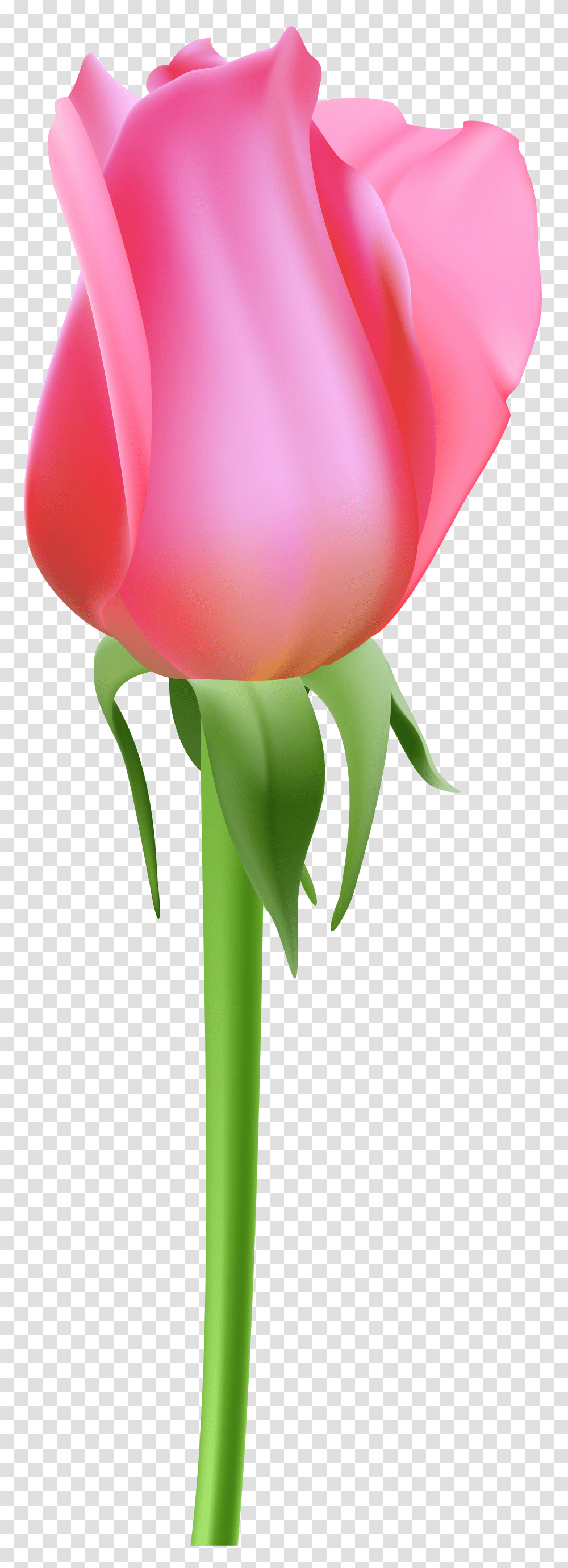 Rose Bud Pink Clip, Flower, Plant, Blossom, Petal Transparent Png