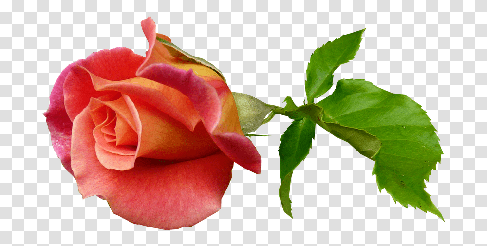 Rose Bud Stem Bloom Rose Bud On Stem, Flower, Plant, Blossom, Petal Transparent Png