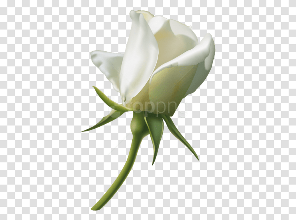 Rose Bud White Rose Bud, Plant, Flower, Blossom, Sprout Transparent Png