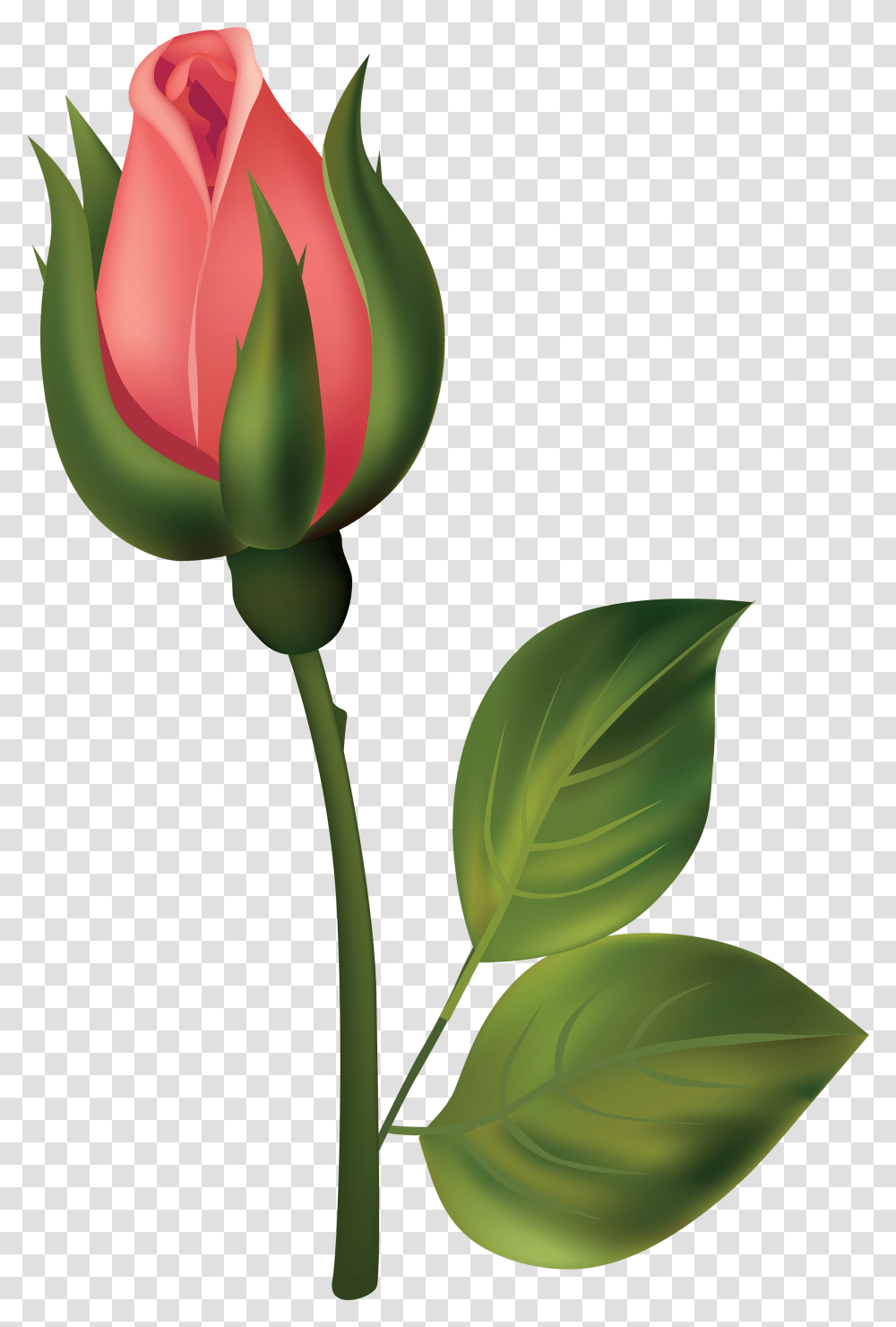 Rose Buds, Plant, Flower, Blossom, Leaf Transparent Png