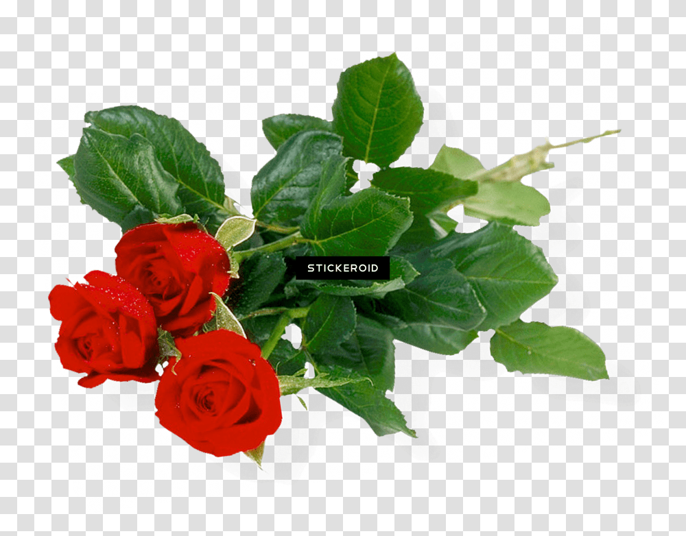 Rose Bunch Flower Bunch Hd Transparent Png