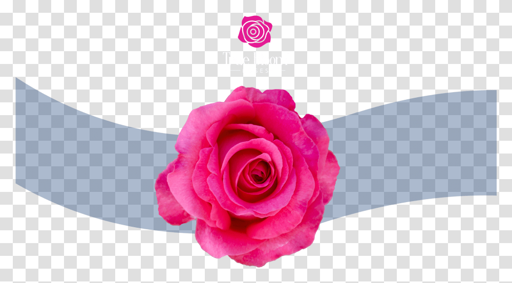 Rose Bush Garden Roses, Flower, Plant, Blossom, Petal Transparent Png