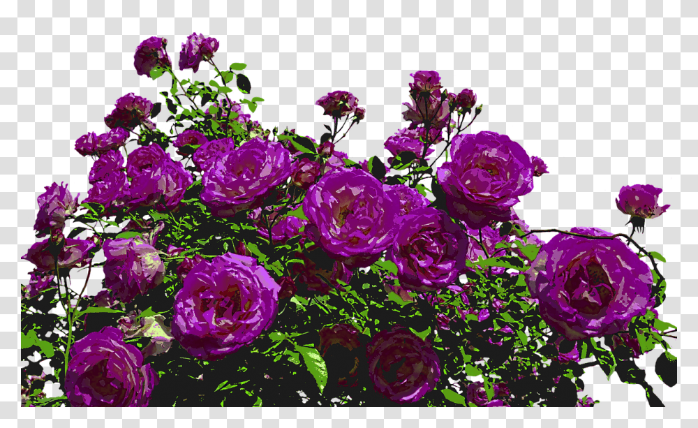 Rose Bush, Plant, Flower, Blossom, Purple Transparent Png