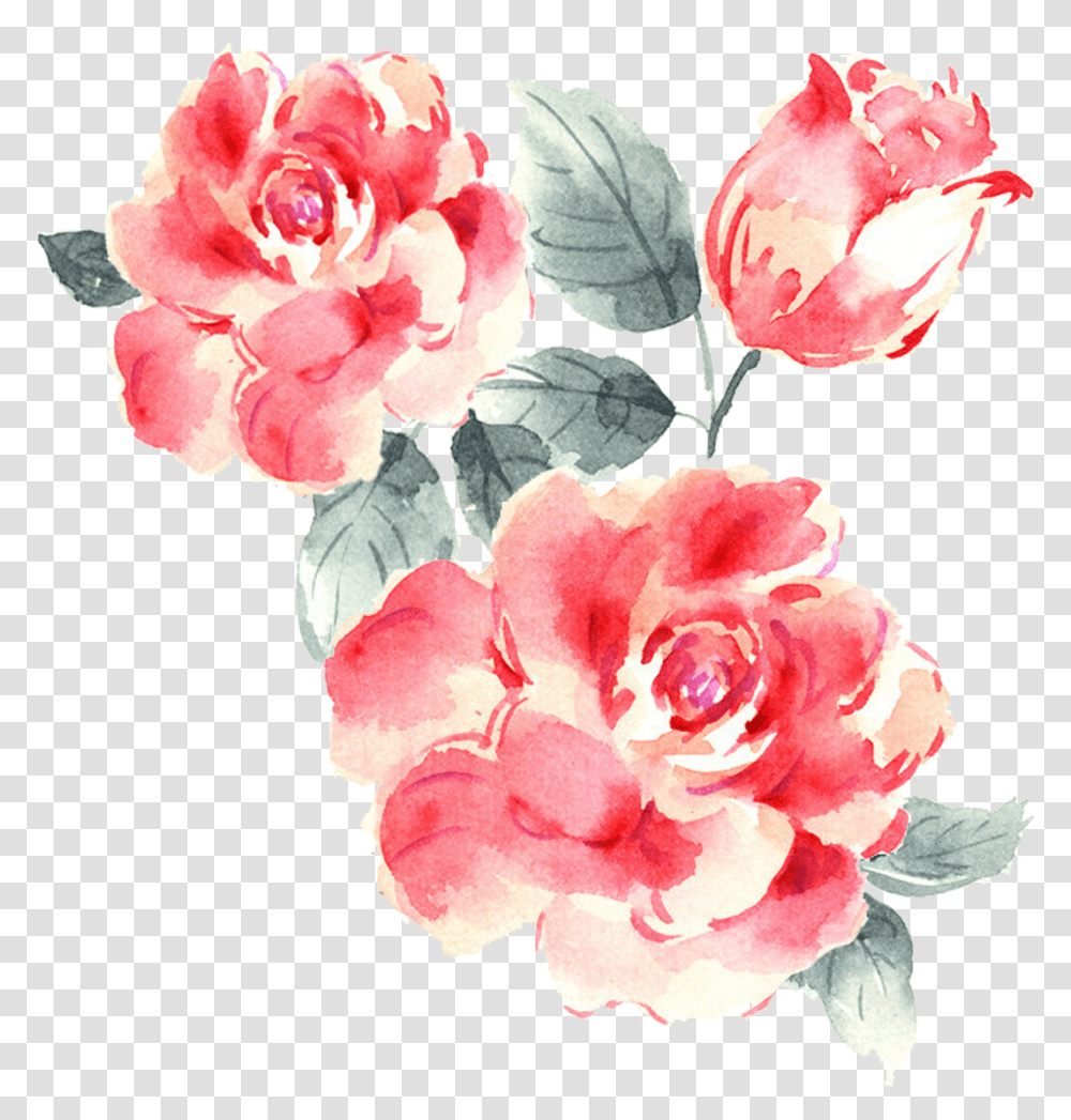 Rose Bush Rose Drawing Pink, Plant, Flower, Blossom, Petal Transparent Png
