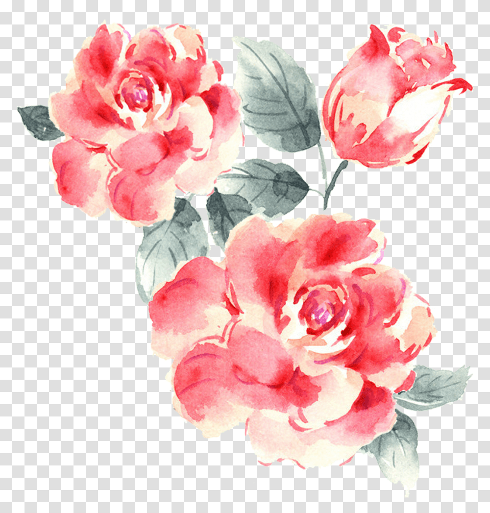 Rose Bush Roses Drawings, Plant, Flower, Blossom, Petal Transparent Png