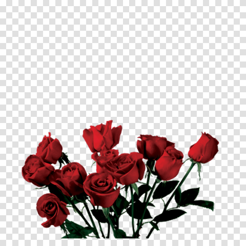 Rose Clip Art Aesthetic, Plant, Flower, Blossom, Flower Arrangement Transparent Png