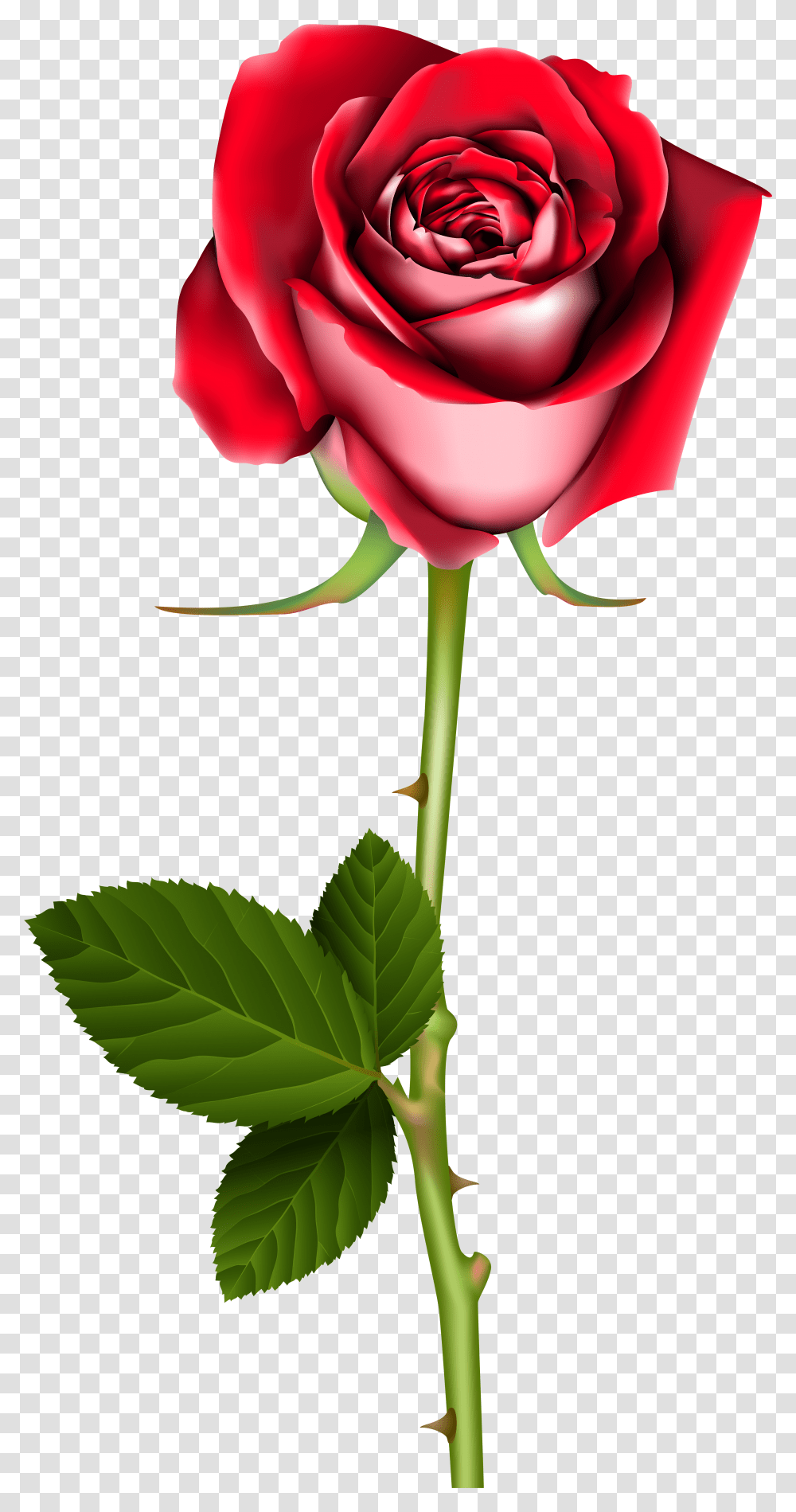 Rose Clip Art Background Roses Transparent Png