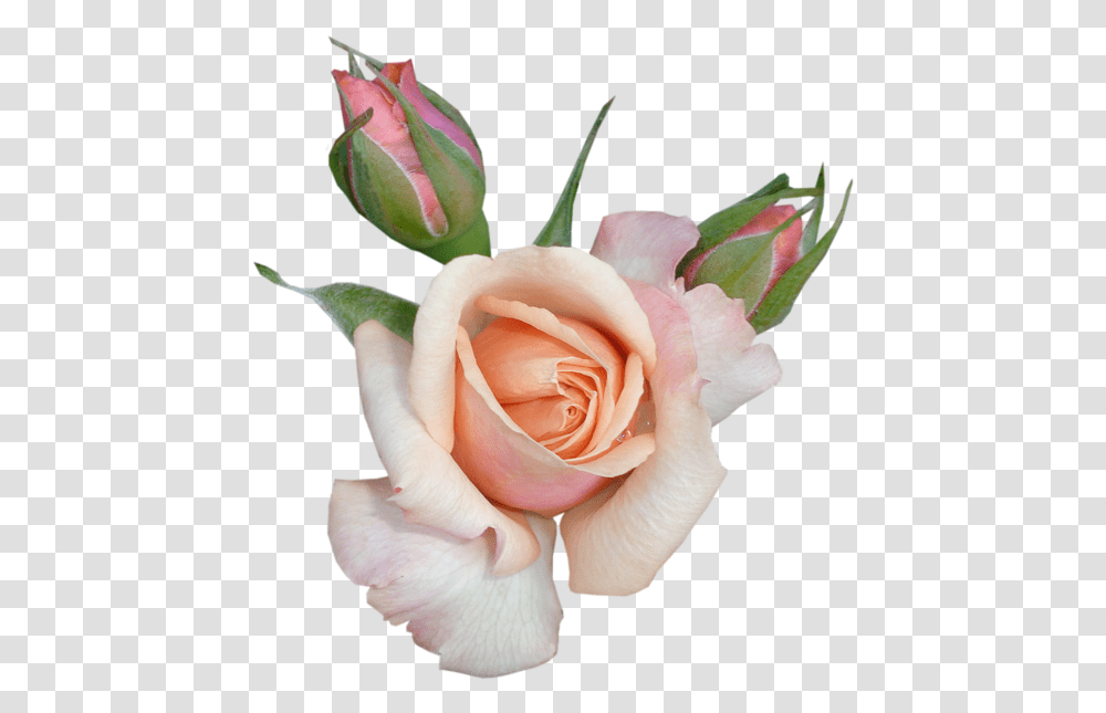 Rose Clip Art Beautiful Rose With Buds Happy Sabbath Blessings, Flower, Plant, Blossom, Petal Transparent Png