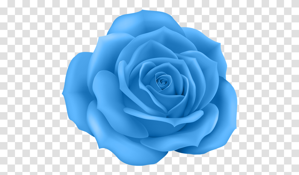 Rose Clip Art, Flower, Plant, Blossom Transparent Png
