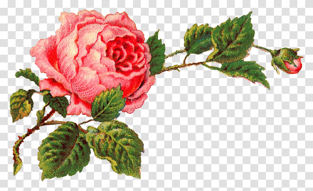 Rose Clip Art, Plant, Flower, Blossom, Carnation Transparent Png