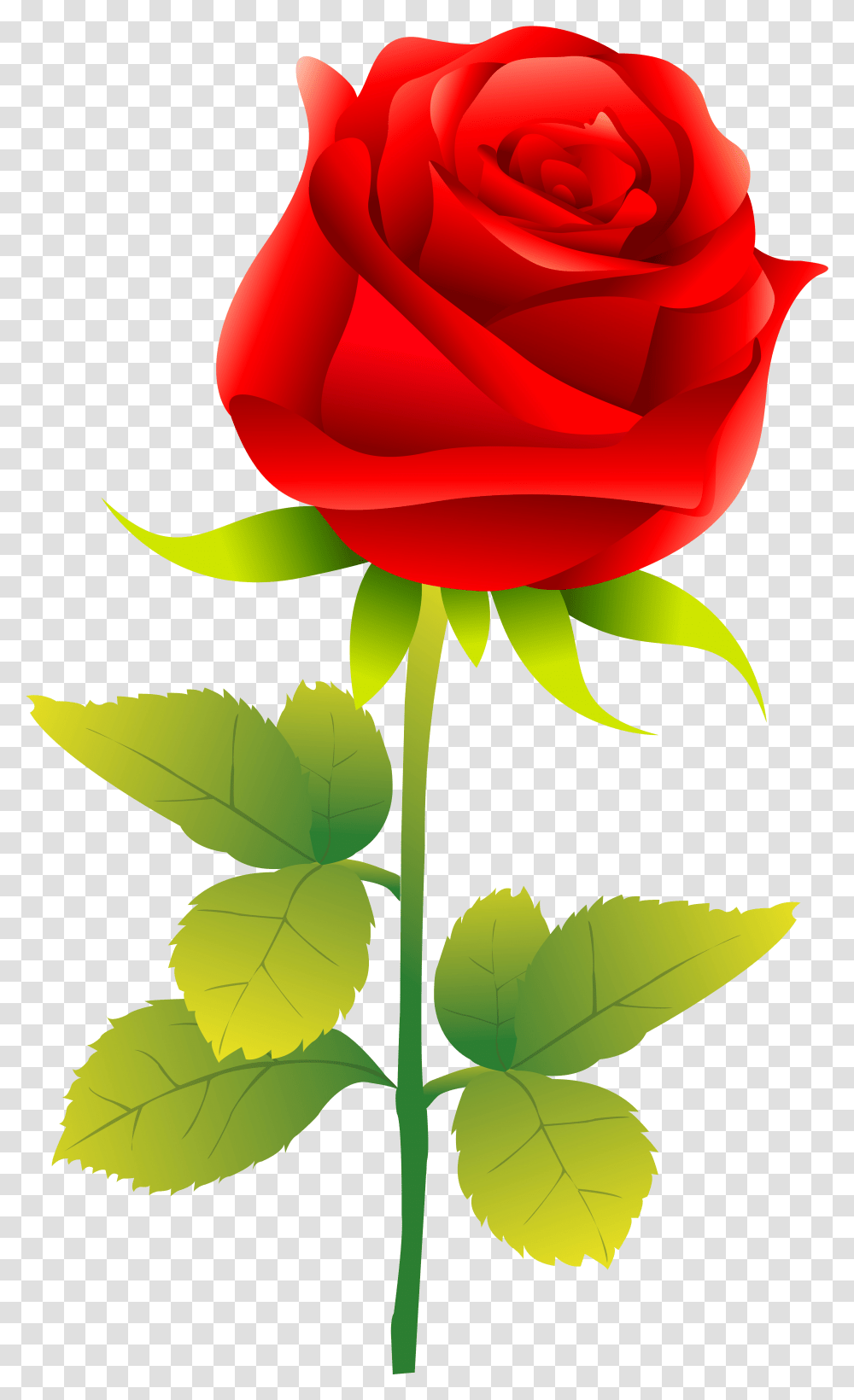 Rose Clip Art Rose Vector Free, Flower, Plant, Blossom, Leaf Transparent Png