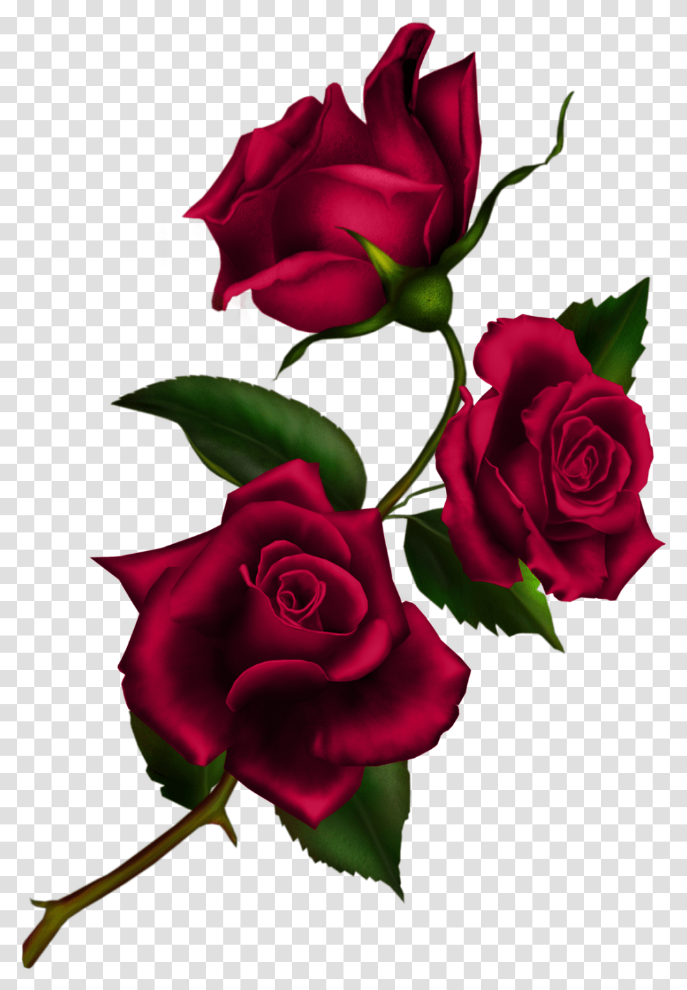 Rose Clip Art Rose With Stem, Flower, Plant, Blossom, Flower Arrangement Transparent Png