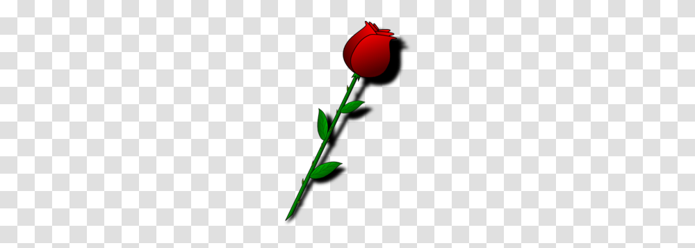 Rose Clip Art Single, Plant, Flower, Blossom, Petal Transparent Png