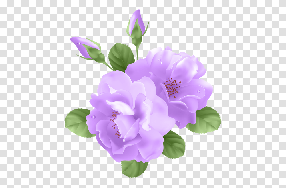 Rose Clip Art Vector Purple Rose Background, Plant, Flower, Blossom, Peony Transparent Png