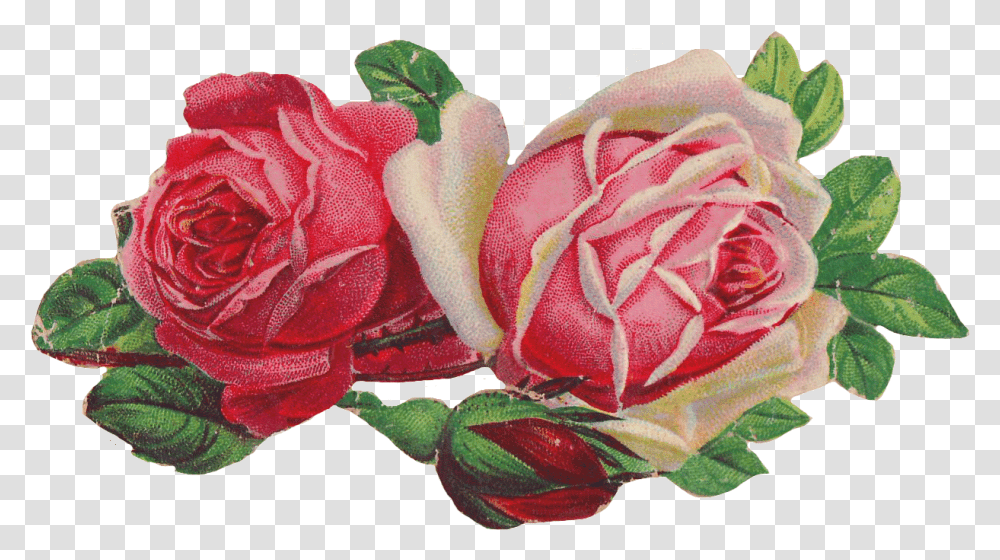 Rose Clip Art Victorian Victorian Rose Clip Art, Plant, Flower, Blossom, Peony Transparent Png