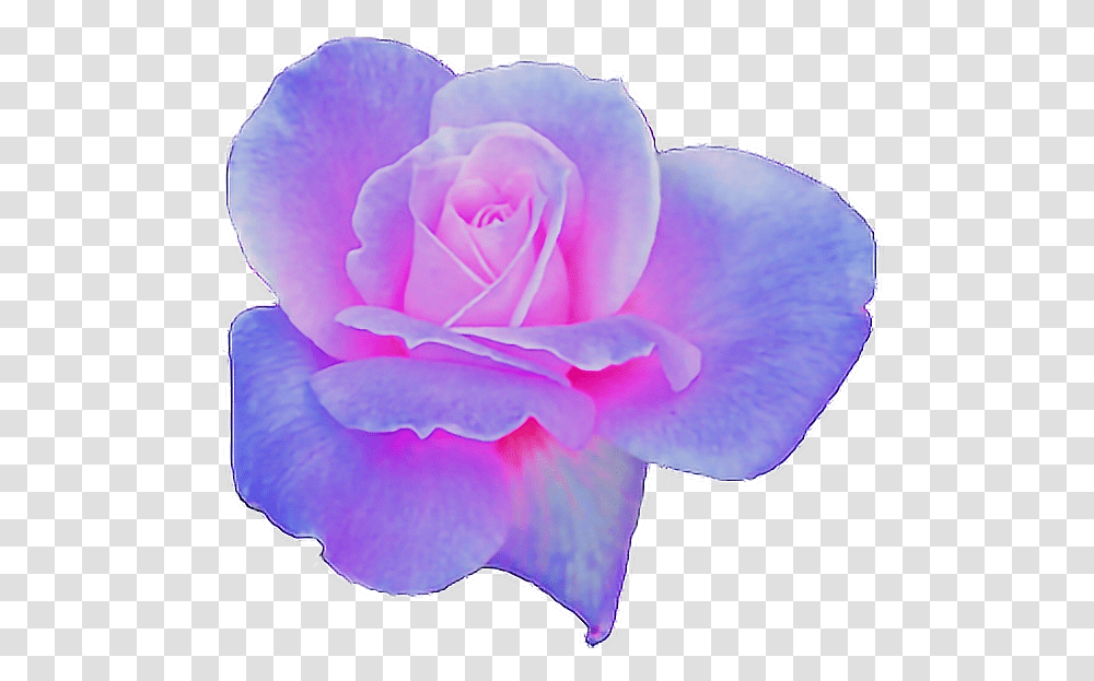 Rose Clipart Aesthetic Flower Aesthetic Purple Aesthetic Flower, Plant, Blossom, Petal Transparent Png