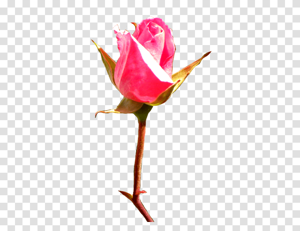 Rose Clipart, Flower, Plant, Blossom, Staircase Transparent Png