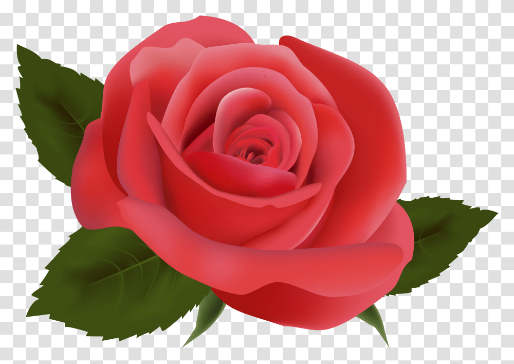 Rose Clipart Format Flores Fucsias, Flower, Plant, Blossom, Petal Transparent Png