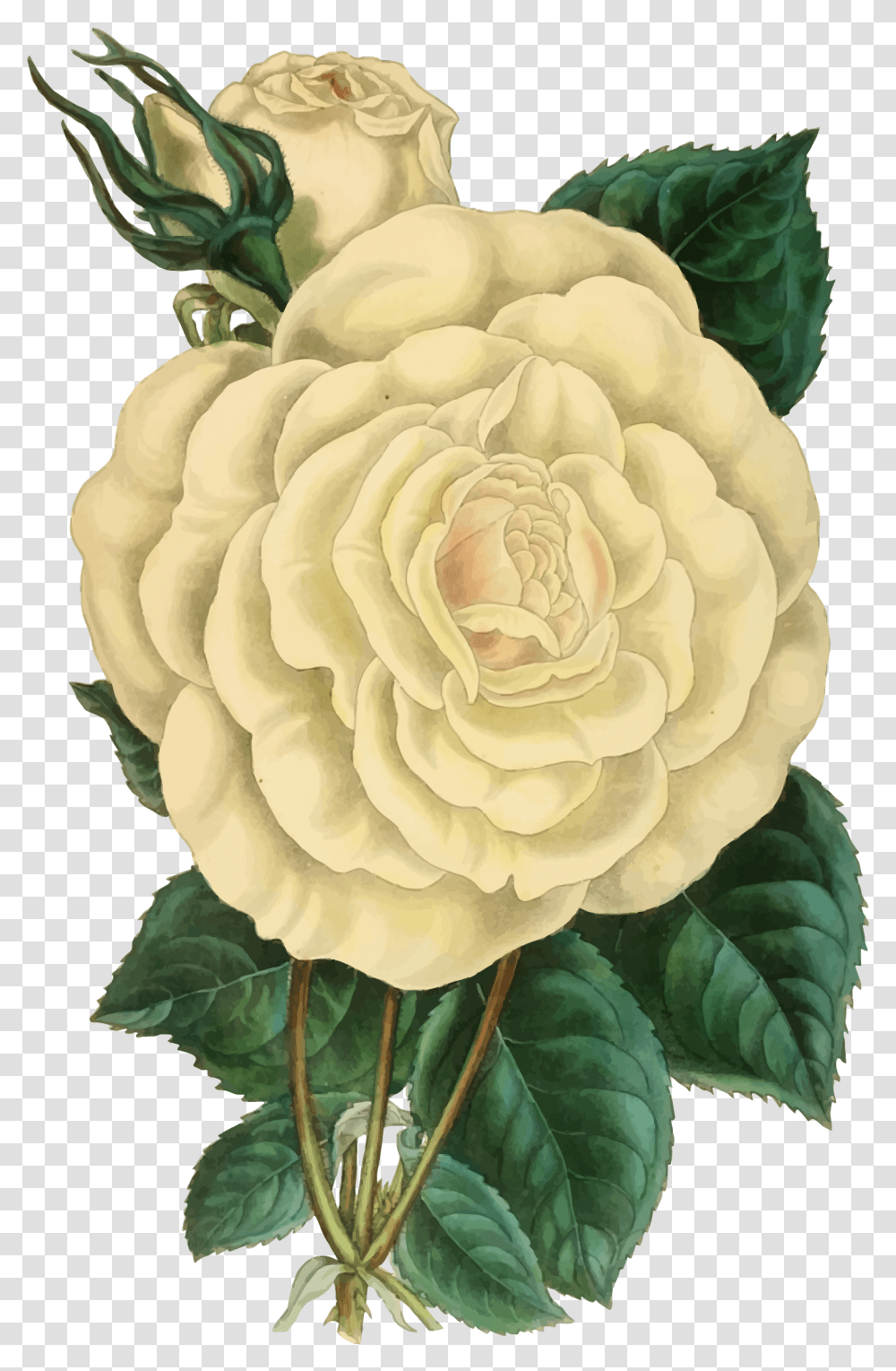 Rose Clipart Illustration Vintage Flower Illustration, Plant, Blossom, Vegetable, Food Transparent Png